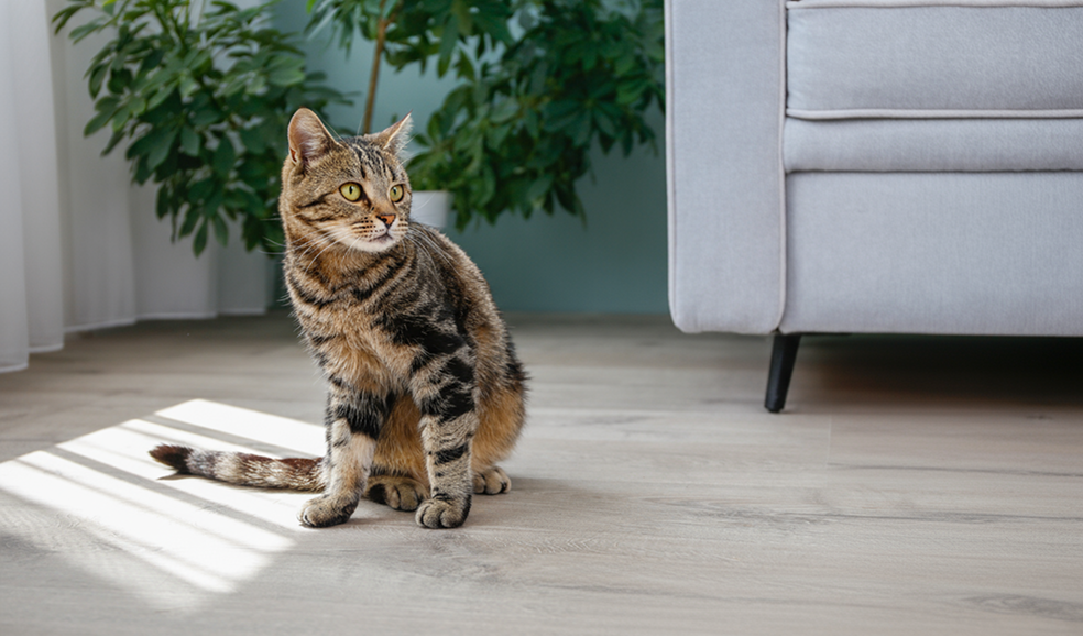 assurance animaux